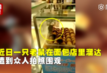 “面包新語”店內(nèi)老鼠在面包上來回走 不是第一次了！