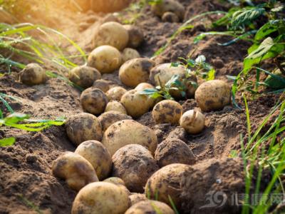 吃到昆蟲、糞便甚至吃出病？食物的別樣“真相”