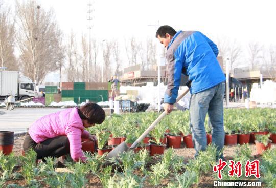 首批26萬盆蔬菜陸續移栽進入北京世園會百蔬園 首批26萬盆蔬菜陸續移栽進入北京世園會百蔬園