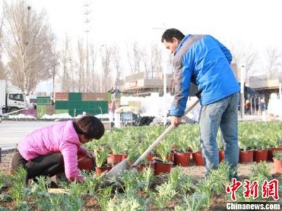 首批26萬盆蔬菜陸續(xù)移栽進(jìn)入北京世園會(huì)百蔬園