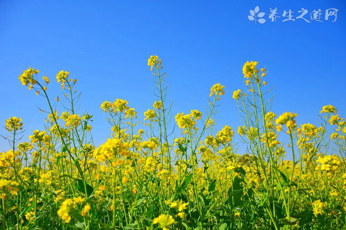 今日立夏 立夏如何養生