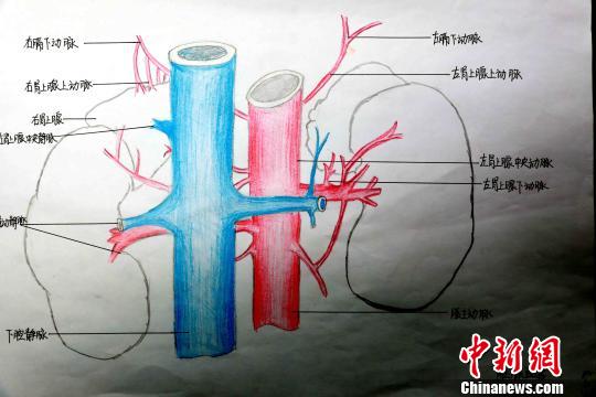 青海護士手繪人體局部解剖圖顯醫學大美 青海護士手繪人體局部解剖圖顯醫學大美