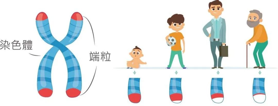 35歲老了嗎?別焦慮!Nature研究證實:人類壽命極限是120-150歲!-易網健康養生網 35歲老了嗎?別焦慮!Nature研究證實:人類壽命極限是120-150歲!