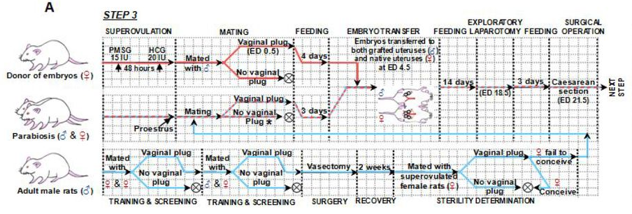 男人也能生娃了?中國科學家成功讓公鼠懷孕,產下10只幼崽!-易網健康養生網 男人也能生娃了?中國科學家成功讓公鼠懷孕,產下10只幼崽!