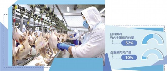 白羽肉雞新品種產業化提速