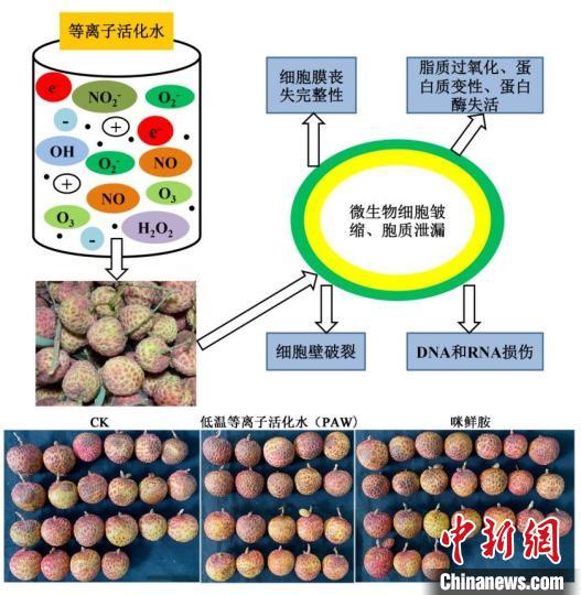廣東以科技力量多措并舉力爭延長荔枝保鮮期