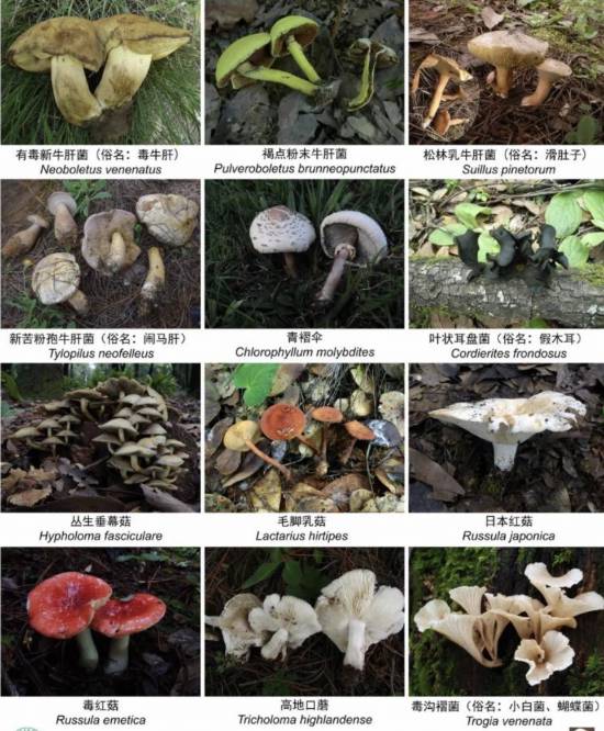收錄1341個(gè)物種！云南在全國(guó)率先發(fā)布省級(jí)大型真菌圖志