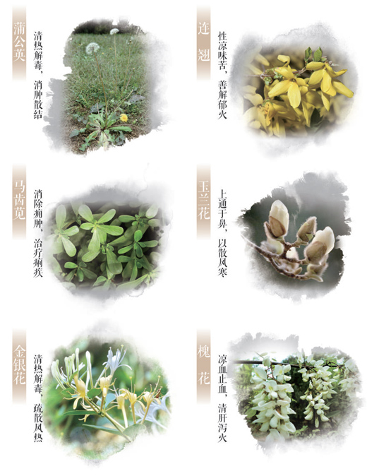 春日這些常見的花草,原來都是中藥(服務窗)-易網健康<a href=http://www.aoa7937.com/jkys/ target=_blank class=infotextkey>養生</a>網 春日這些常見的花草,原來都是中藥(服務窗)