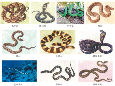蛇咬、蟲蜇……如何應對常見動物傷害？