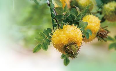 深山小野果  長成大產業（美麗中國·生態優勢下的特色產業）