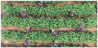 立春過后搶采早春茶（僑鄉(xiāng)新貌）