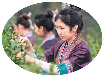 立春過后搶采早春茶（僑鄉(xiāng)新貌）