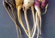 瑪卡不僅補腎養腎，還可以延年益壽
