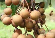 孕期吃這幾種水果，小心對胎兒不利