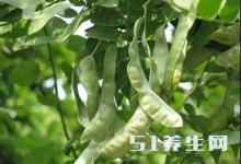 這種長在樹上的“大米”，被稱為“平民的燕窩”，不知你吃過沒？