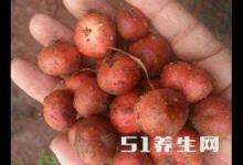這種野果每年只能吃一個月，能祛風除濕