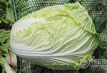 吃什么蔬菜最清血管？排出體內(nèi)垃圾少不了7種食物