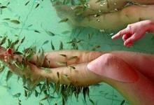 喜愛讓小魚吃掉腳上的死皮？當心脫甲癥