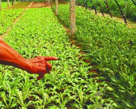 6月必吃的蔬菜是它，養(yǎng)生功效極好，您吃了嗎
