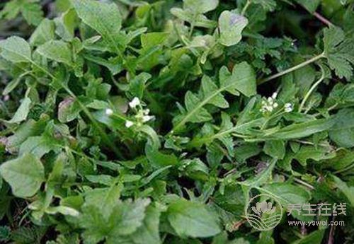 綠色蔬菜挑花眼?這3種對身體好處很多,你不能錯過 綠色蔬菜挑花眼?這3種對身體好處很多,你不能錯過