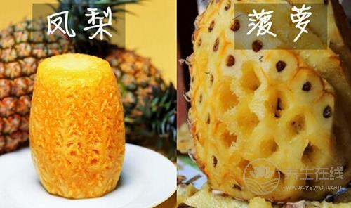 菠蘿鳳梨傻傻分不清 菠蘿和鳳梨究竟是不是一樣的東西？