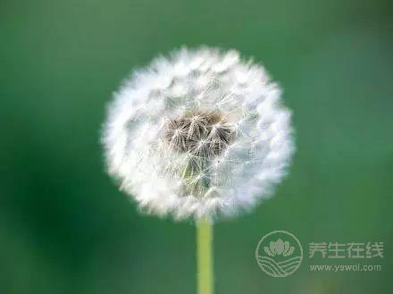 枸杞養(yǎng)生搭配這兩樣?xùn)|西，養(yǎng)肝護肝有奇效