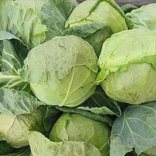 冬季養生法則:這5種食物常吃能養好腎 冬季養生法則:這5種食物常吃能養好腎