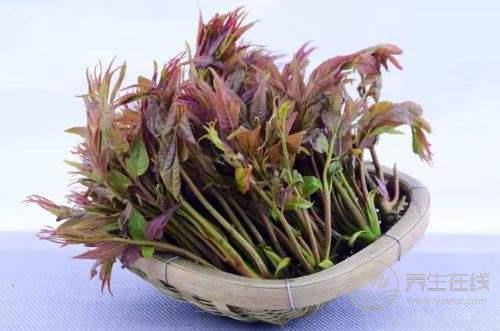 野菜怎么吃？食用野菜注意事項