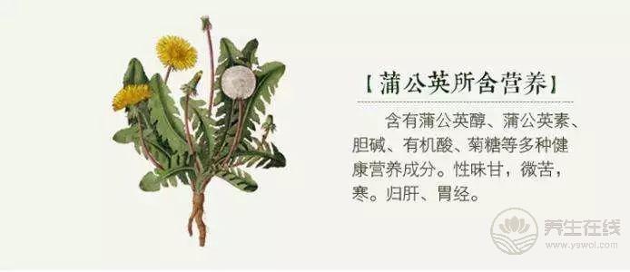 枸杞養(yǎng)生搭配這兩樣?xùn)|西，養(yǎng)肝護肝有奇效