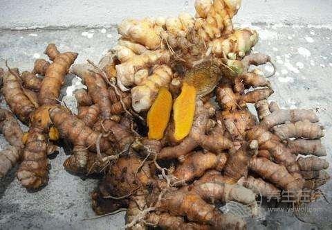 生姜品種介紹,姜的種類及圖片大全 生姜品種介紹,姜的種類及圖片大全