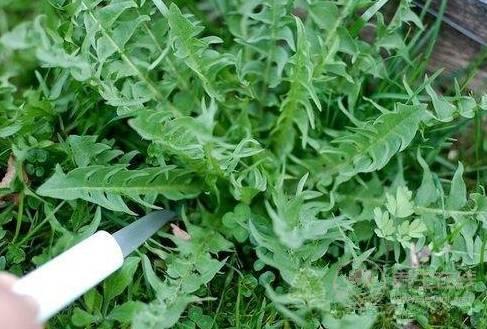 農(nóng)村這三種野菜，高血壓、酒精肝、動(dòng)脈硬化的人要多吃！
