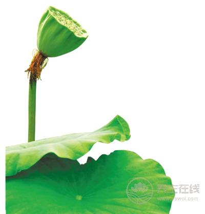 苦啊！可是它們超養生啊！