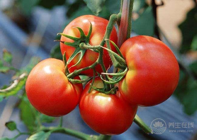 4種危害健康的西紅柿千萬別買  優質西紅柿是怎樣的