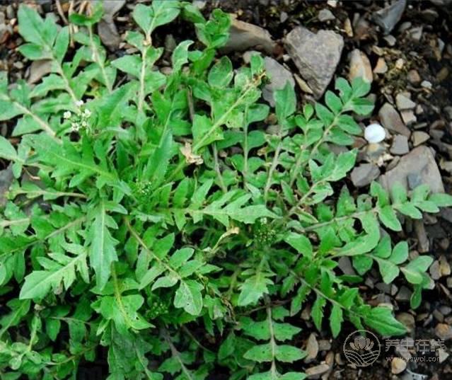 農(nóng)村這三種野菜，高血壓、酒精肝、動(dòng)脈硬化的人要多吃！