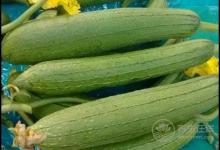 8月份吃這幾種蔬菜很養生，有你喜歡吃的嗎？