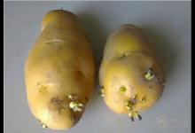 土豆發(fā)芽不能吃  土豆跟它放一起就不會(huì)發(fā)芽了