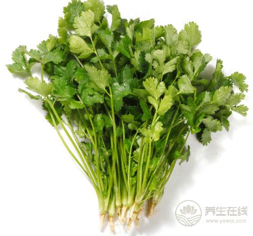 香菜是個寶,健胃消食營養(yǎng)豐富,可惜很多人不愛吃 香菜是個寶,健胃消食營養(yǎng)豐富,可惜很多人不愛吃