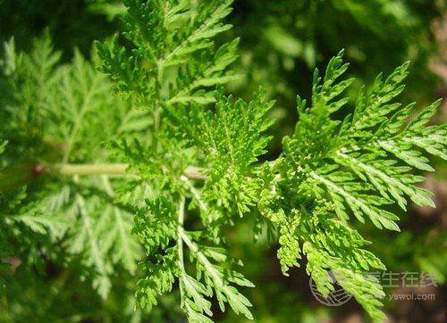 農歷5月養(yǎng)生，全靠田間4寶，用好疾病不來找