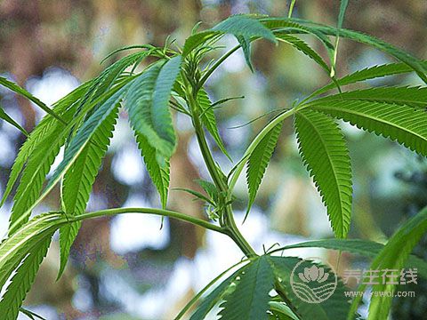 它可潤腸通便、滋陰補虛、降壓降脂，是長壽之寶
