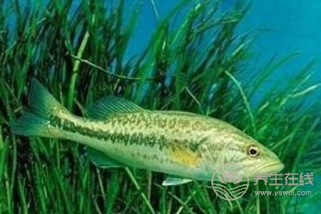 清蒸鱸魚(yú)蒸多久比較好？教你如何挑選比較好的鱸魚(yú)