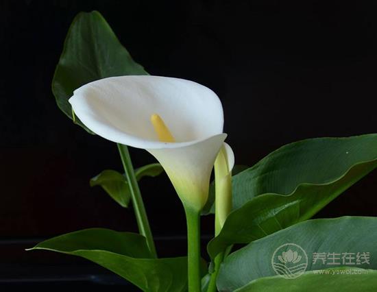 這些花卉有毒，最好不要在家里養(yǎng)