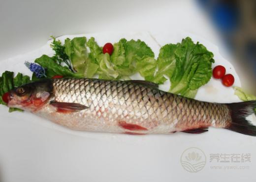魚肉鮮嫩可口，6種常見魚類的養(yǎng)生作用，你不得不知