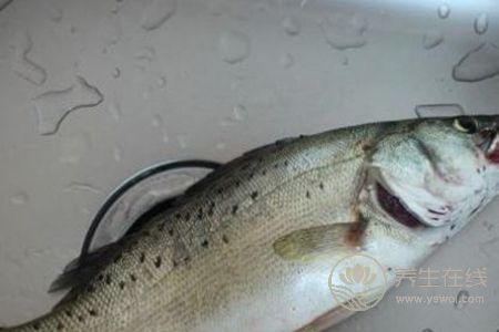 清蒸鱸魚(yú)蒸多久比較好？教你如何挑選比較好的鱸魚(yú)