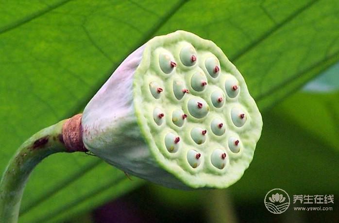 養生食譜蓮藕