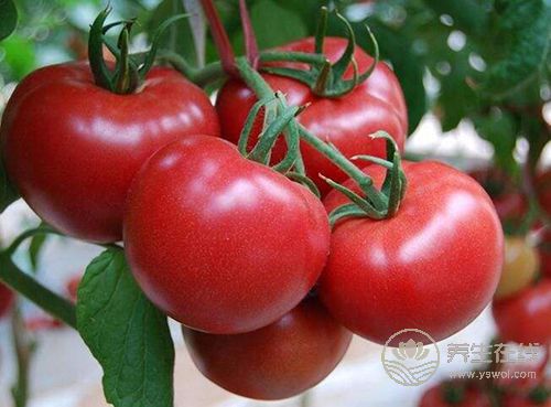這些蔬菜生吃比煮熟后營養更加豐富