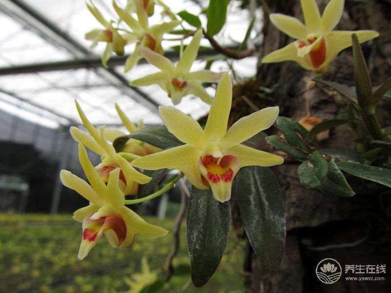 這九種花 泡茶做菜都養(yǎng)生