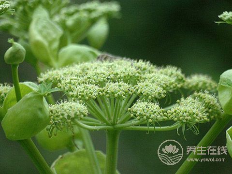 秦始皇求的長生不老藥，據(jù)說就是它