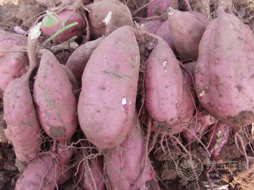 胃不好多吃這5種食物，助消化、減疼痛、修護(hù)胃黏膜