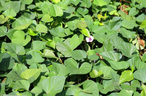 4月份，養(yǎng)肝補血應(yīng)該多吃3種野菜