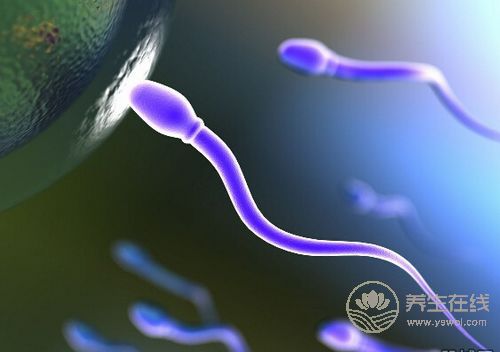 如何利用這些知識(shí)提高精子的質(zhì)與量